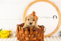 Arwen - Medium, a female Goldendoodle for sale in Goshen, IN – Photo 1 of 3