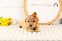 Arwen - Medium, a female Goldendoodle for sale in Goshen, IN – Photo 3 of 3