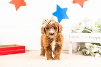Queen - Mini, a female Miniature Goldendoodle for sale in Goshen, IN – 2 of 3