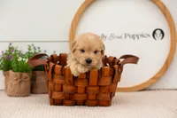 Ellie - Medium, a female Goldendoodle for sale in Goshen, IN – 4 of 9