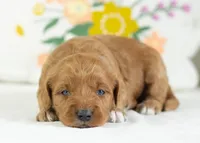 Croissant - Mini, a male English Goldendoodle for sale in Goshen, IN – Photo 2 of 4