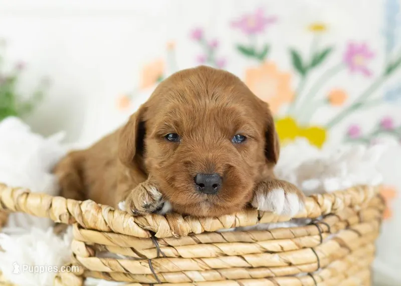 Croissant - Mini – English Goldendoodle puppy for sale in Goshen, IN