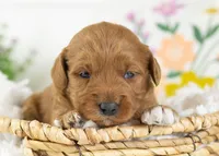 Croissant - Mini, a male English Goldendoodle for sale in Goshen, IN – Photo 4 of 4