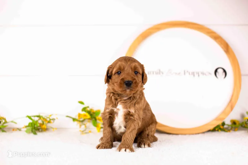 Croissant - Mini – English Goldendoodle puppy for sale in Goshen, IN