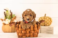 Chance - Toy, a male Goldendoodle for sale in Goshen, IN – 3 of 4