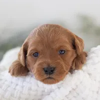 Ashley - Micro, a female Goldendoodle for sale in Goshen, IN – Photo 7 of 10