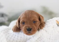 processed/578ec17b-f991-4ba1-93f5-ae89bd4d0b81/listing/3c113280-3dd5-403f-a2a7-3c4a3fe0217e/613fbd8e-42dd-40a1-913d-41d06d1eba2c