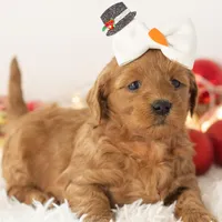 Ashley - Micro, a female Goldendoodle for sale in Goshen, IN – Photo 5 of 10