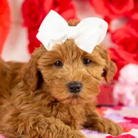 Ashley - Micro, a female Goldendoodle for sale in Goshen, IN – Photo 3 of 10