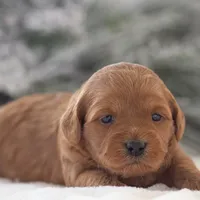 Ashley - Micro, a female Goldendoodle for sale in Goshen, IN – Photo 10 of 10