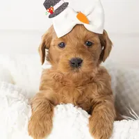 Ashley - Micro, a female Goldendoodle for sale in Goshen, IN – Photo 4 of 10