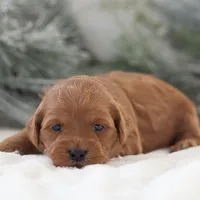 Ashley - Micro, a female Goldendoodle for sale in Goshen, IN – Photo 9 of 10