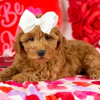 Ashley - Micro, a female Goldendoodle for sale in Goshen, IN – Photo 2 of 10