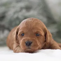 Ashley - Micro, a female Goldendoodle for sale in Goshen, IN – Photo 8 of 10