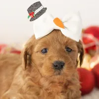 Ashley - Micro, a female Goldendoodle for sale in Goshen, IN – Photo 6 of 10