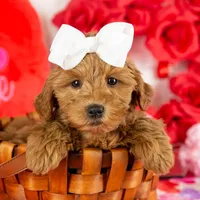 Ashley - Micro, a female Goldendoodle for sale in Goshen, IN – Photo 1 of 10