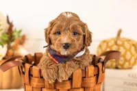 Chance - Toy, a male Goldendoodle for sale in Goshen, IN – 2 of 4