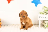Teton - Mini, a male Miniature Goldendoodle for sale in Goshen, IN – 2 of 3