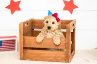 Isobel - Mini, a female Miniature Goldendoodle for sale in Goshen, IN – 3 of 3