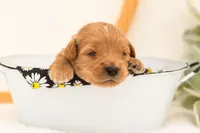 Evan - Medium, a male Goldendoodle for sale in Goshen, IN – 1 of 3