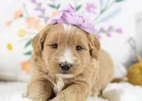 Phoebe - Medium, a female Goldendoodle for sale in Goshen, IN – Photo 2 of 3