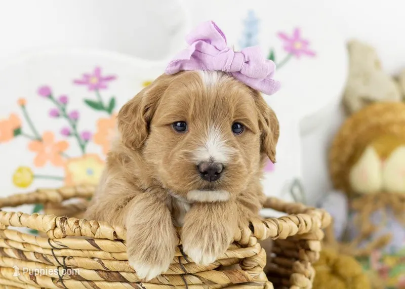 Phoebe - Medium – Goldendoodle puppy for sale in Goshen, IN