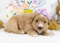 Phoebe - Medium, a female Goldendoodle for sale in Goshen, IN – Photo 3 of 3