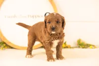 Oliver - Medium, a male Goldendoodle for sale in Goshen, IN – 4 of 4