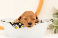 Esmw - Medium, a female Goldendoodle for sale in Goshen, IN – 2 of 4