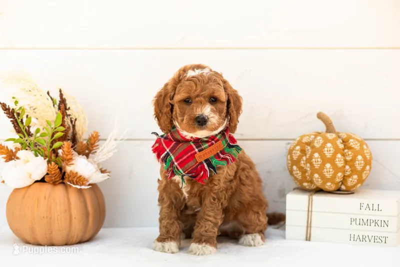 Versace - Mini – Goldendoodle puppy for sale in Goshen, IN