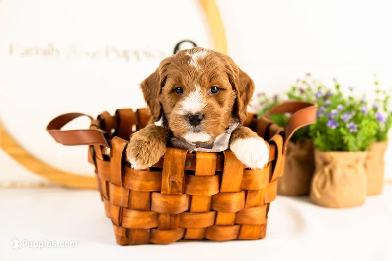 Gouda - Micro – Goldendoodle puppy for sale in Goshen, IN