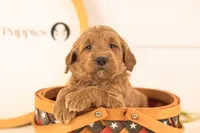 Oscar - Medium, a male Goldendoodle for sale in Goshen, IN – 4 of 4