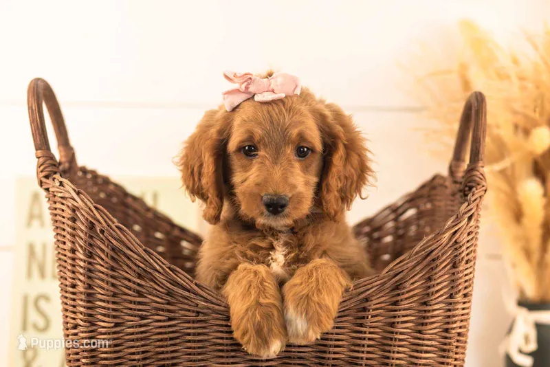 Odessa - Medium – Goldendoodle puppy for sale in Goshen, IN