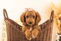 Odessa - Medium, a female Goldendoodle for sale in Goshen, IN – 1 of 10