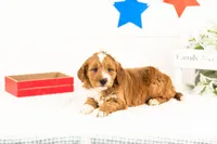 Lynette - Medium, a female Goldendoodle for sale in Goshen, IN – 6 of 9
