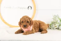 Glacier - mini, a male Miniature Goldendoodle for sale in Goshen, IN – 9 of 10