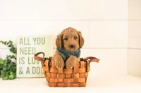 Oscar - Medium, a male Goldendoodle for sale in Goshen, IN – 5 of 10
