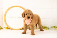 Evan - Medium, a male Goldendoodle for sale in Goshen, IN – 2 of 8