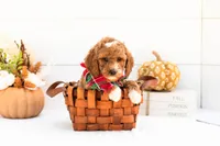 Versace - Mini, a male Goldendoodle for sale in Goshen, IN – 2 of 4
