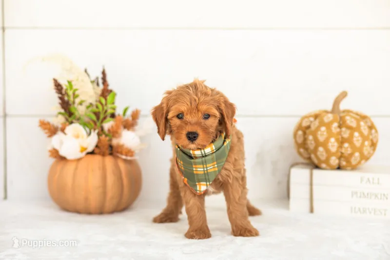 Jonah - Micro – Goldendoodle puppy for sale in Goshen, IN