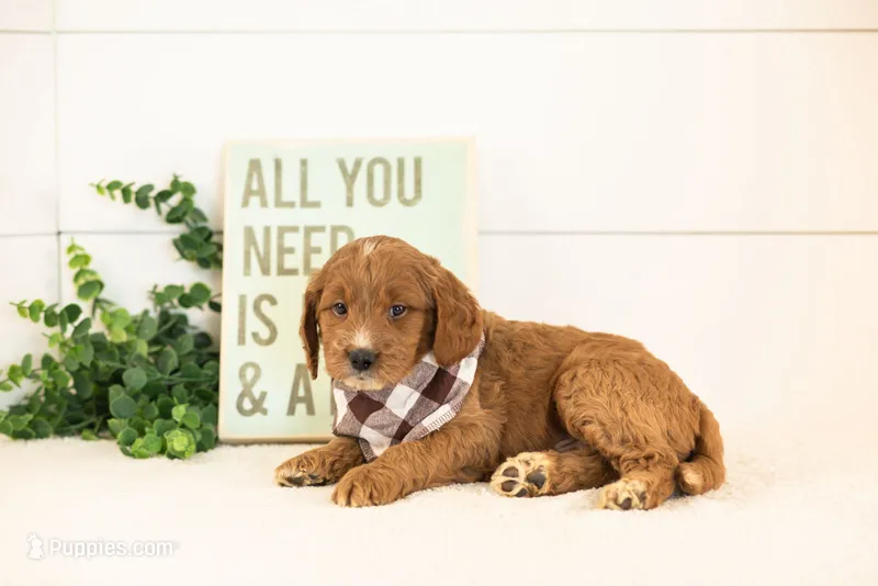 Chesney - Medium – Goldendoodle puppy for sale in Goshen, IN