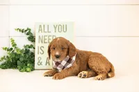 Chesney - Medium, a male Goldendoodle for sale in Goshen, IN – 1 of 3