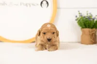 Sandy - Medium, a female Goldendoodle for sale in Goshen, IN – 1 of 4