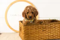 Denali - Mini, a male Miniature Goldendoodle for sale in Goshen, IN – 5 of 10