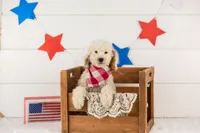 Bentley - Micro, a male Goldendoodle for sale in Goshen, IN – 2 of 10