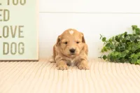 Amber - Mini, a female Miniature Goldendoodle for sale in Goshen, IN – 3 of 4