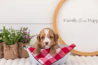 Mac - Mini, a male Miniature Goldendoodle for sale in Goshen, IN – 3 of 3