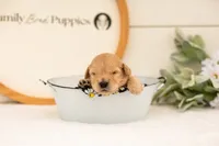 Emry - Medium, a male Goldendoodle for sale in Goshen, IN – 2 of 3