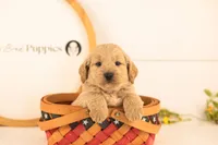 Jimmy - Medium, a male Goldendoodle for sale in Goshen, IN – 2 of 3