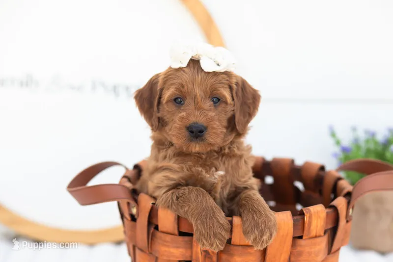 Molly - Mini – Miniature Goldendoodle puppy for sale in Goshen, IN
